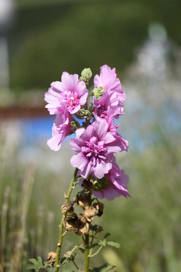 Vila Lena Meduvrsje ภายนอก รูปภาพ